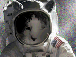 My cat the cosmonaut
