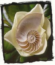 chambered nautilus on magnolia